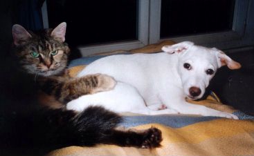 Sance photo avec mon ami le chat !