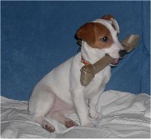 Tootsie et son premier cad de Noel !