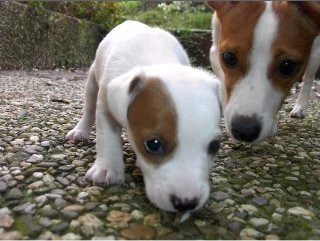 Le seul petit m�le de la port�e avec sa m�man !