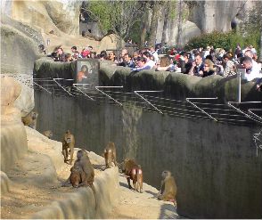 Il y a foule aux singes !