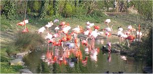 Les Flamands ...