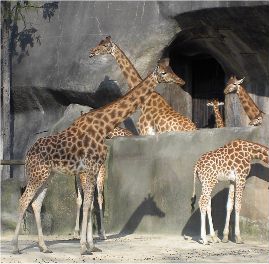 Les girafes ....