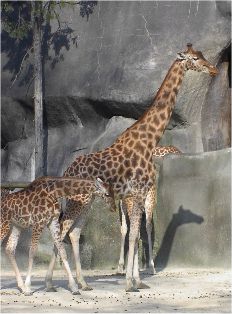Toujours des girafes ...