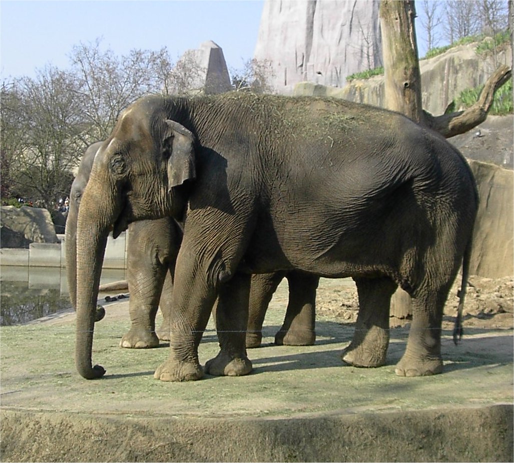 Des nlphants ...