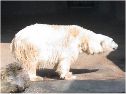 Un ours mal lch ! 